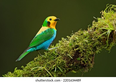 Multicoloured Tanager (Chlorochrysa Nitidissima) Is A Species Of Bird In The Family Thraupidae. It Is Endemic To The Mountains Of Colombia, And As Of 2010 Has Been Categorized As Vulnerable 