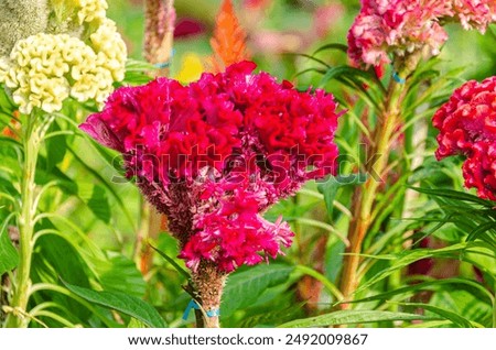 Multi-coloured velvety crested cocks comb flowers.