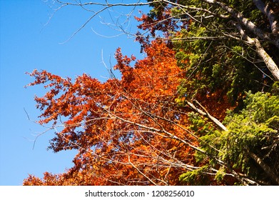 Multicolred yellow red green bright trees leaves composition with blue sky in background