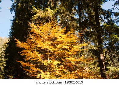 Multicolred yellow red green bright trees leaves composition with blue sky in background