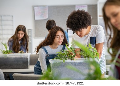 Multiethnic Students Analyzing Plant Experiment In School Lab. Group Of High School Students In Science Laboratory Understanding The Study Of Roots. Classmates Studying The Growth Of Sprouts.