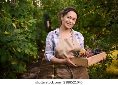 Multiethnic woman, experienced vine grower, vintner, viticulturist holding a wooden crate with fresh autumn harvest of organic grapes and cutely smiles looking at the camera. Viticulture. Agribusiness - Shutterstock ID 2188521045