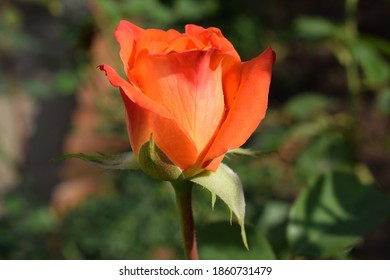 Multifarious colored rose in rays of the sun. Beautiful rose "Tahitian Sunset" and rose bud in the garden. - Shutterstock ID 1860731479