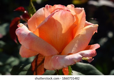 Multifarious colored rose in rays of the sun. Beautiful rose "Tahitian Sunset" and rose bud in the garden. - Shutterstock ID 1860731482