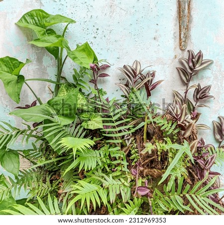 multifarious plant background. various types of plants. Сток-фото © 