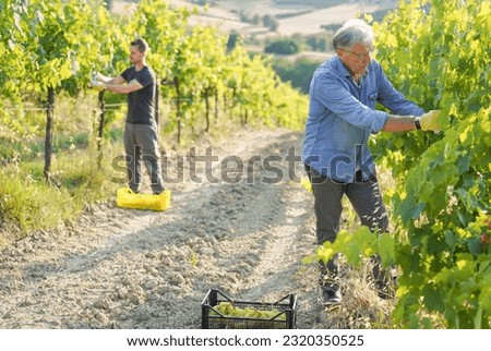 Similar – Foto Bild Trauben im Bioweinberg