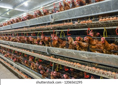 Multilevel Production Line Conveyor Production Line Of Chicken Eggs Of A Poultry Farm, Layer Farm Housing, Agriculture Technological Equipment Factory. Limited Depth Of Field. (Blur Some Of Chicken)