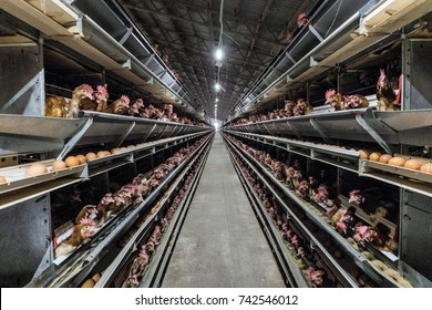Multilevel production line conveyor production line of chicken eggs of a poultry farm. Agriculture technological equipment. Limited depth of field. - Shutterstock ID 742546012