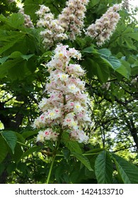 Multiple American Chestnut Tree Blossoms On A Sunny Day