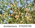 Multiple beautiful small birds in a tree