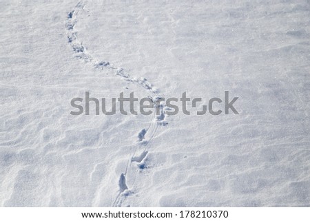 Similar – Foto Bild Auf den Spuren von