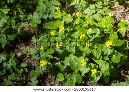 Multiple blooming Stream Violet (Viola glabella) plants photographed in April at Cook’s Butte Natural Area, Lake Oswego, Oregon. Native woodland wildflowers of the Pacific Northwest.