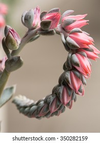 Multiple blooms.