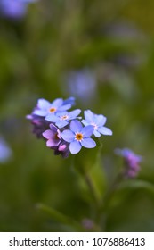                       multiple blossoms of blue forget-me-not         