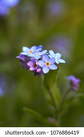                       multiple blossoms of blue forget-me-not         