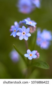                       multiple blossoms of blue forget-me-not         