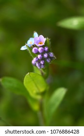                       multiple blossoms of blue forget-me-not         