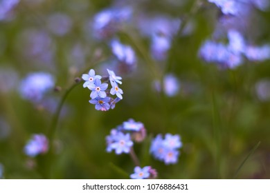                      multiple blossoms of blue forget-me-not         