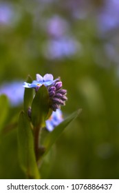                       multiple blossoms of blue forget-me-not         