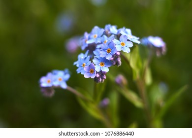                       multiple blossoms of blue forget-me-not         