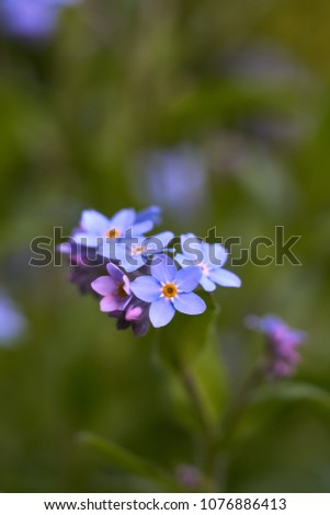                       multiple blossoms of blue forget-me-not         