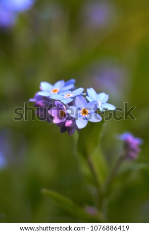                       multiple blossoms of blue forget-me-not         