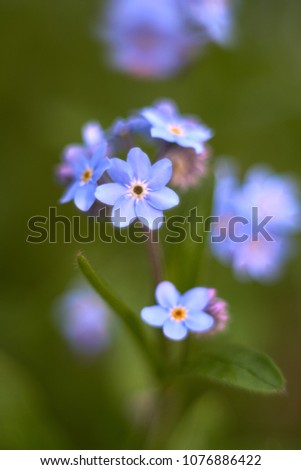                       multiple blossoms of blue forget-me-not         