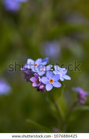                       multiple blossoms of blue forget-me-not         