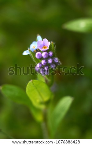                       multiple blossoms of blue forget-me-not         