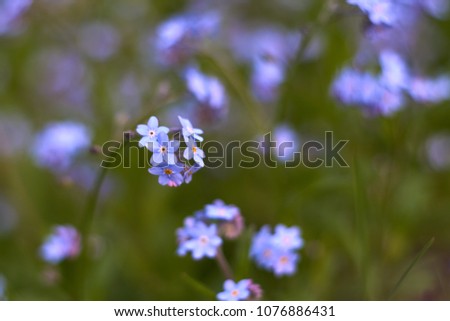                       multiple blossoms of blue forget-me-not         