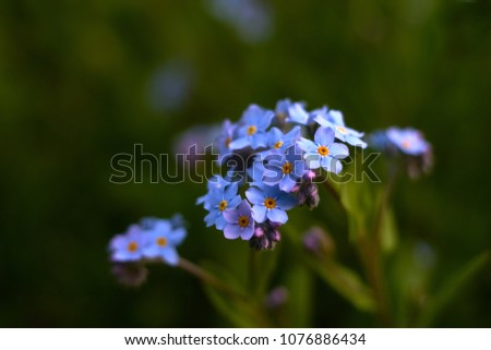                       multiple blossoms of blue forget-me-not         