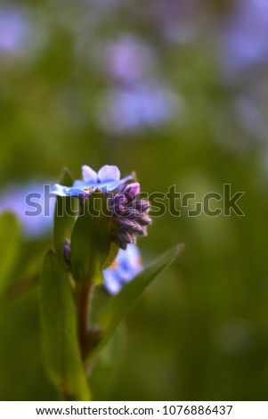                       multiple blossoms of blue forget-me-not         