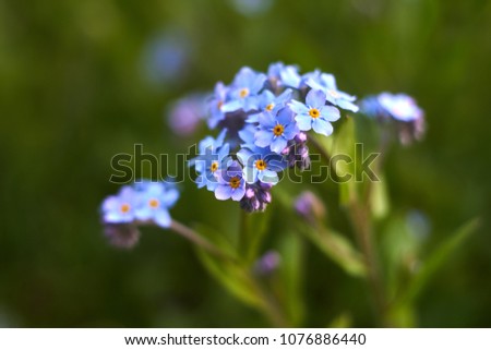                       multiple blossoms of blue forget-me-not         