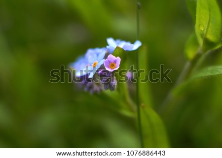                       multiple blossoms of blue forget-me-not         