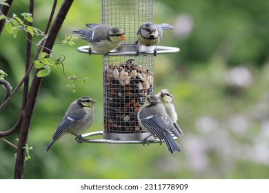 Multiple blue titmice perched on a feeder, their colorful feathers adding a vibrant touch. A delightful gathering of birds enjoying a meal together.