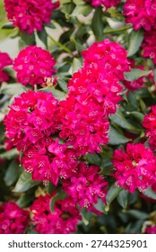 Multiple bright pink flower clusters of Rhododendron Nova Zembla with dark green leaves in spring garden sunlight.