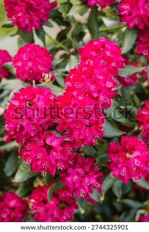 Multiple bright pink flower clusters of Rhododendron Nova Zembla with dark green leaves in spring garden sunlight.