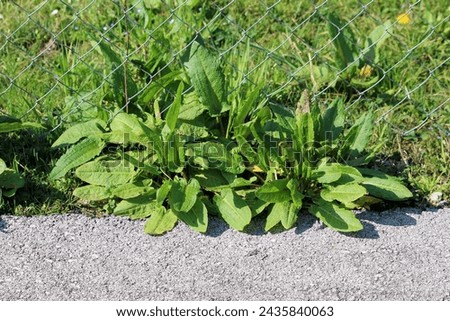 Multiple broad-leaved dock or Rumex obtusifolius plants with fleshy to leathery long broad light green to brown leaves that form a basal rosette at the root growing through wire fence on side of paved