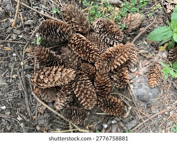Multiple Brown Pine Cones Rest On The Ground