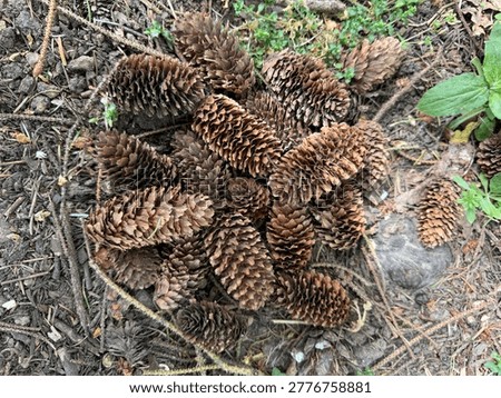 Multiple Brown Pine Cones Rest On The Ground
