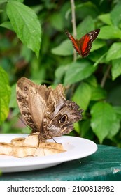 Multiple Butterflies Feasting On Bananas And A Red One Flying Away In The Background.