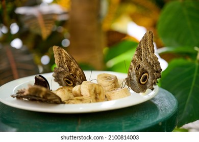 Multiple Butterflies Feasting On Bananas And A Red One Flying Away In The Background.