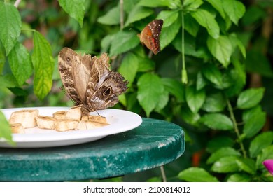 Multiple Butterflies Feasting On Bananas And A Red One Flying Away In The Background.