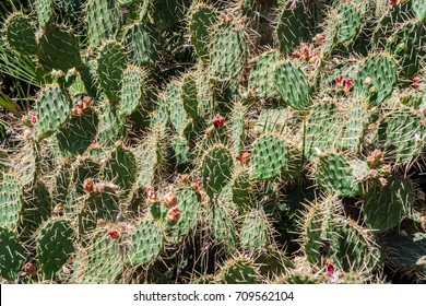 Multiple Cactai