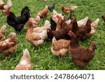 Multiple chickens roaming outside on a farm located at Coop and Creek Farm in the city and state of High Point, North Carolina