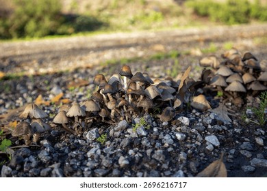 Multiple clusters of small brown wild mushrooms grow closely together on rocky soil in natural daylight, surrounded by gravel and leaves.