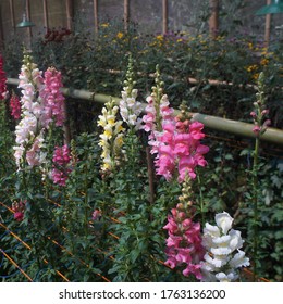 Multiple Color Petal Flower Of Snapdragon In The Garden For Mendelian Inheritance Genotype Law In Biology And Botany Class Sample