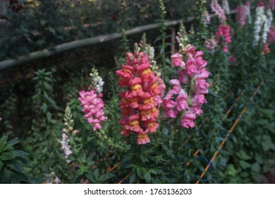 Multiple Color Petal Flower Of Snapdragon In The Garden For Mendelian Inheritance Genotype Law In Biology And Botany Class Sample