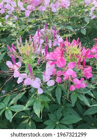 Multiple Color Petal Flower Of Snapdragon In The Garden For Mendelian Inheritance Genotype Law In Biology And Botany Class Sample