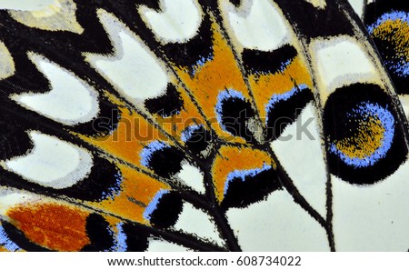 Multiple colors texture of Lime or Lemon butterfly wing surface, beautiful pattern
